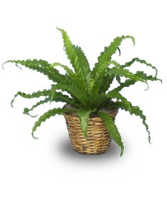 Bird Nest Fern for $40
