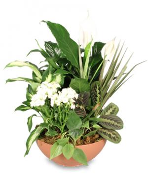 Blooming Dish Garden for $65