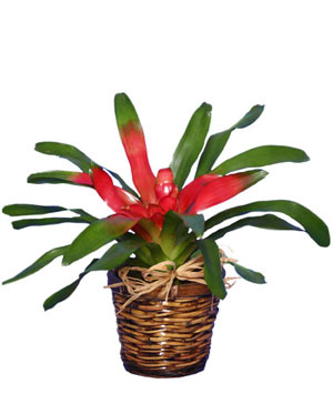 Bromeliad bouquet for $35