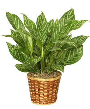 Chinese Evergreen Plant for $70